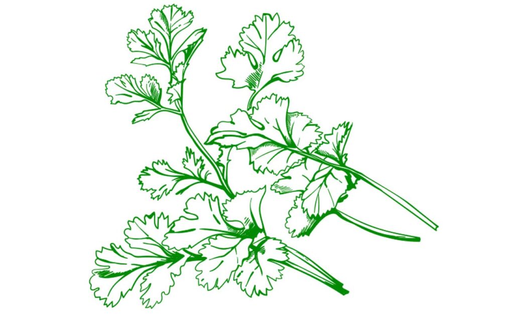 Cilantro (Coriander)