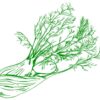 Fennel