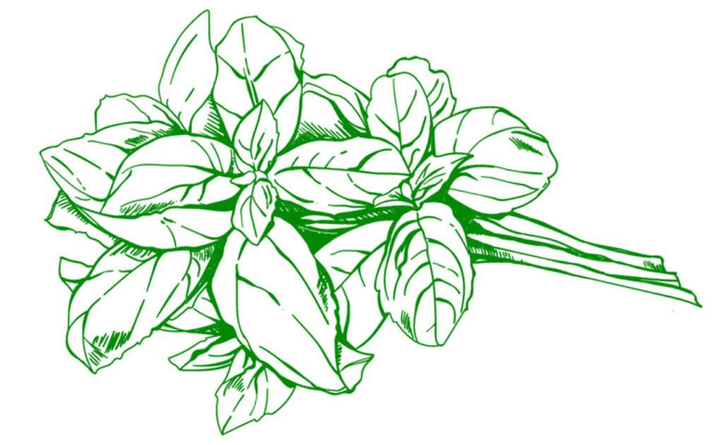 Italian Basil