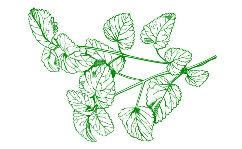 Lemon Balm