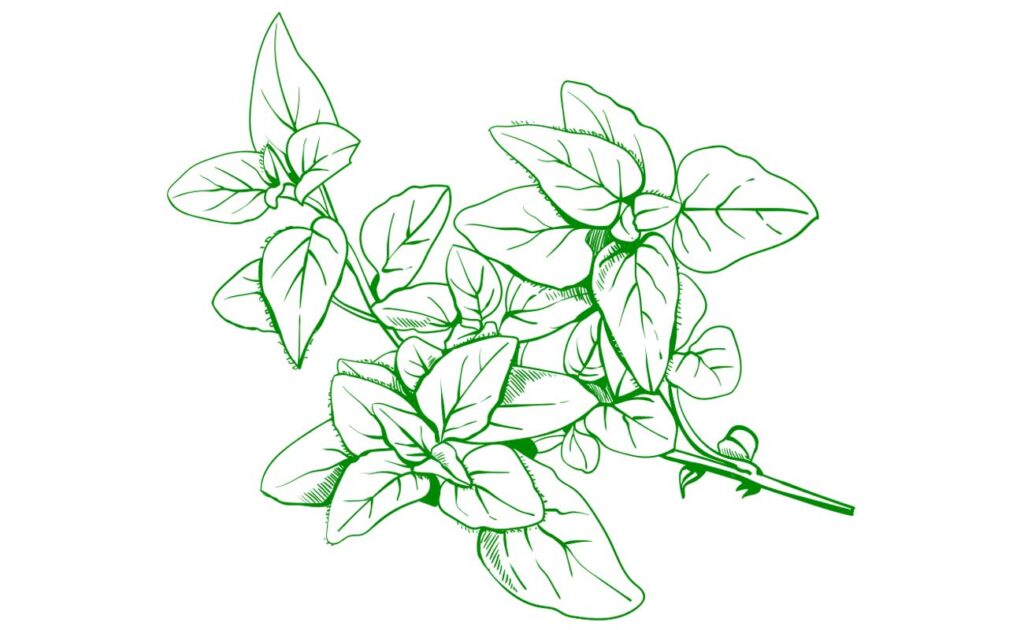 Marjoram