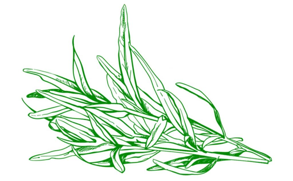 Tarragon