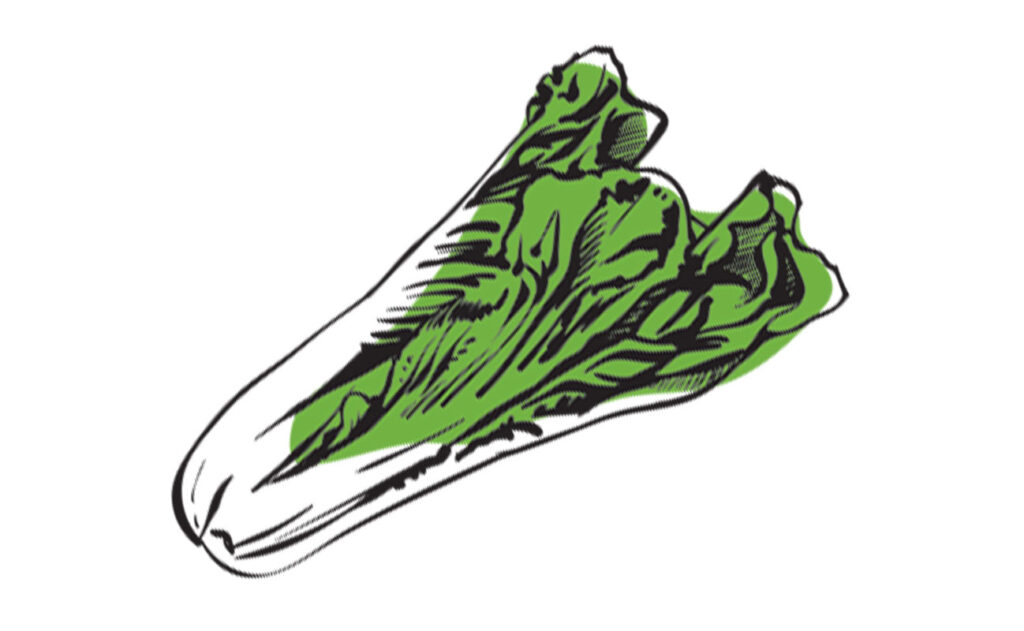 Growing Guides Organo Seeds By Organo Republic Growing Guides Organo Seeds By Organo Republic